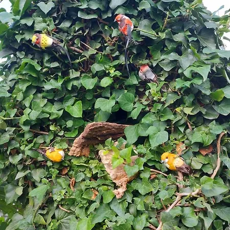 Palma Marinici (Primorsko-Goranska)