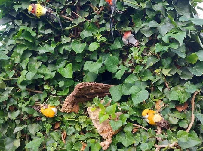 Palma Marinici (Primorsko-Goranska)